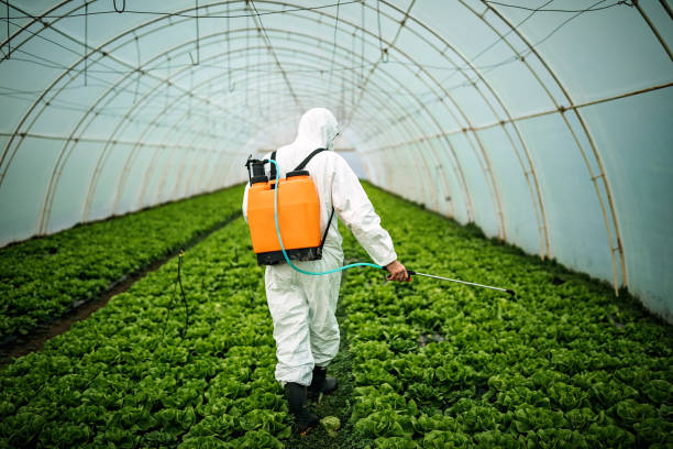 Best Local Pest Control Services  in Ripley, MS