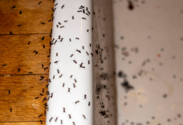 Best Flea Control Services  in Ripley, MS